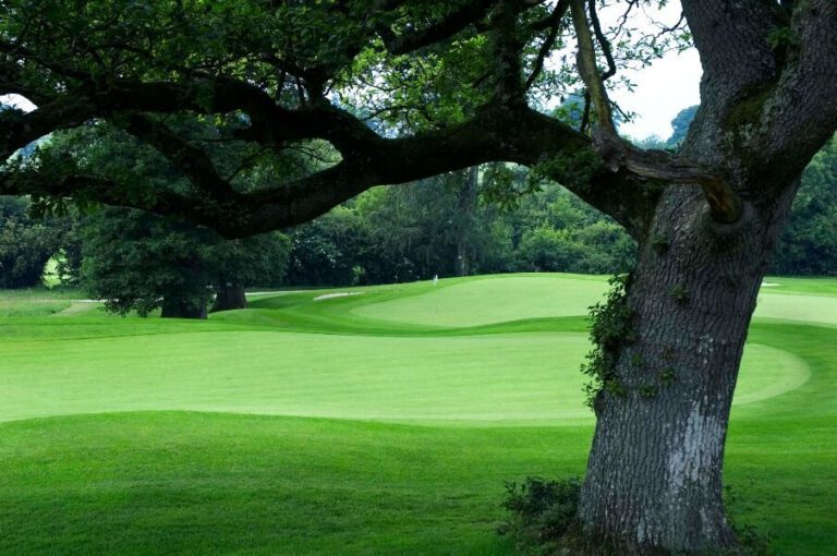 The golf green beneath a mature oak tree at Rathsallagh